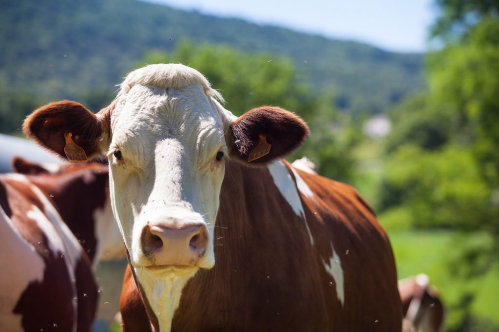 Seminario sulle emissioni azotate dell’allevamento bovino
